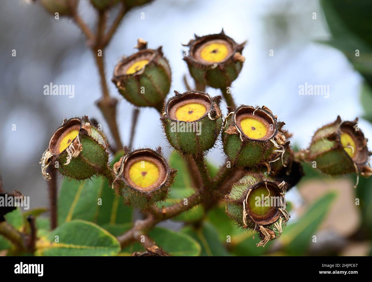 Gumminussfrüchte des australischen ZwergApple, Angophora hispida, Familie Myrtaceae. Begrenzte Verbreitung. Wächst in Heide und Wald Stockfoto