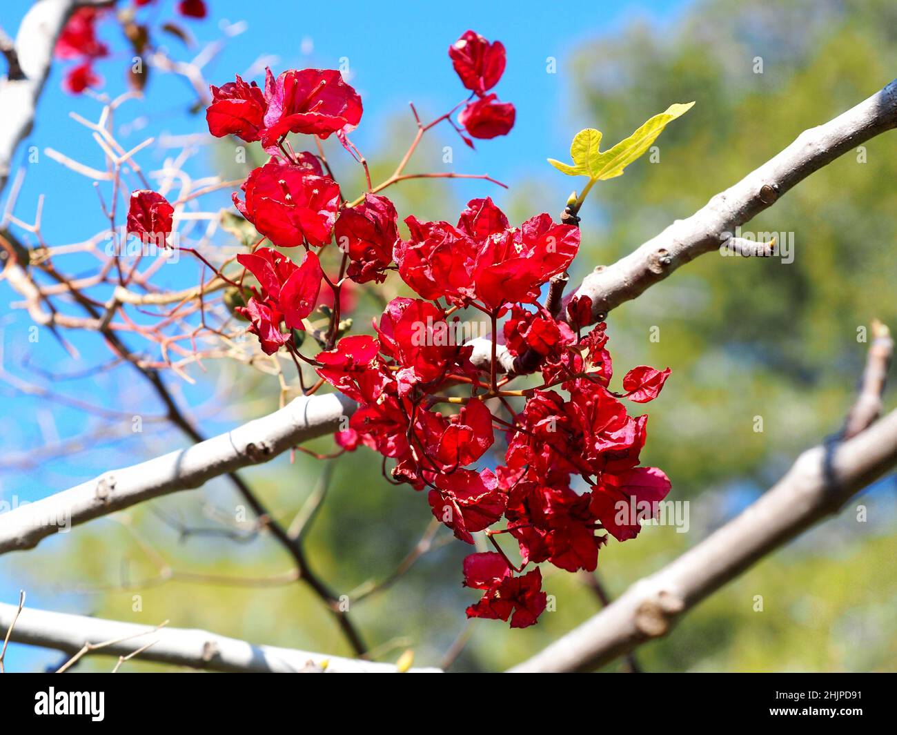 Schöne rote Bougainvillea gegen einen hellen Himmel und grünes Gras. Stockfoto