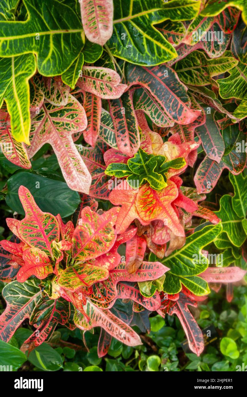 Croton (Codiaeum variegatum) sind wunderschöne Hauspflanzen, die aufgrund ihres kühnen und markanten Laubs angebaut werden Stockfoto