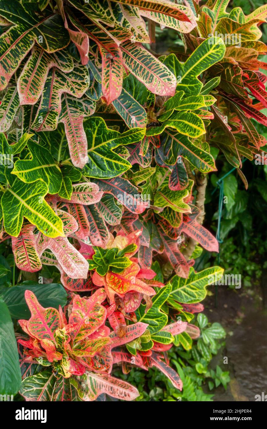 Croton (Codiaeum variegatum) sind wunderschöne Hauspflanzen, die aufgrund ihres kühnen und markanten Laubs angebaut werden Stockfoto