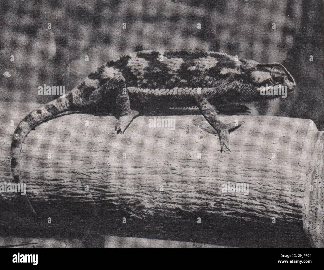 Chamäleon Mit Farbwechsel. Angola (1923) Stockfoto