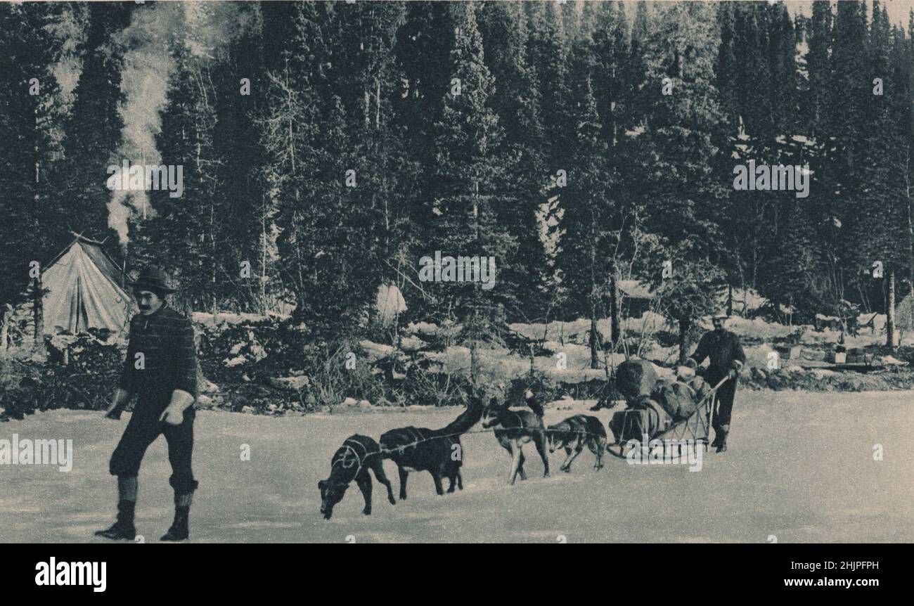 Fichtenwälder im Yukon. Immergrüne Nadelbäume sind oft über hundert Meter hoch. Arktis (1923) Stockfoto
