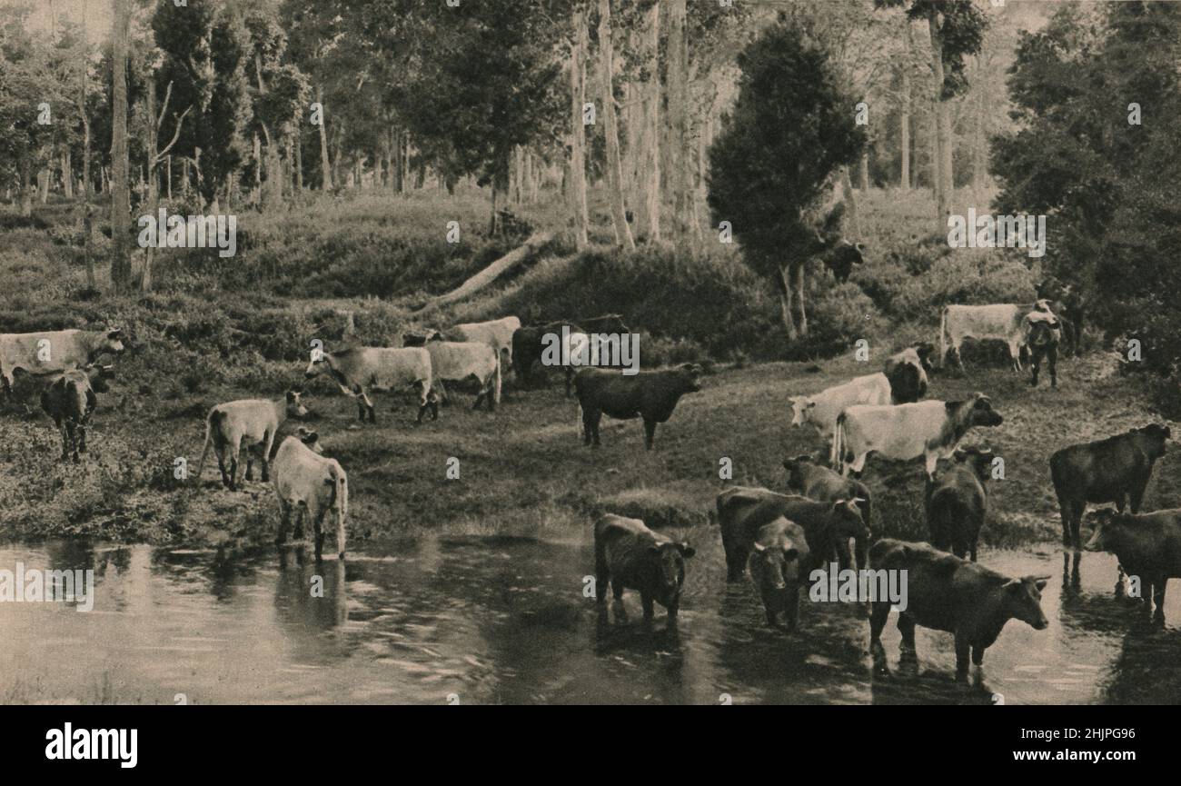 Viehzucht, Avon River, Gloucester, New South Wales, einer der reichsten Milchbezirke im Commonwealth. Australien (1923) Stockfoto