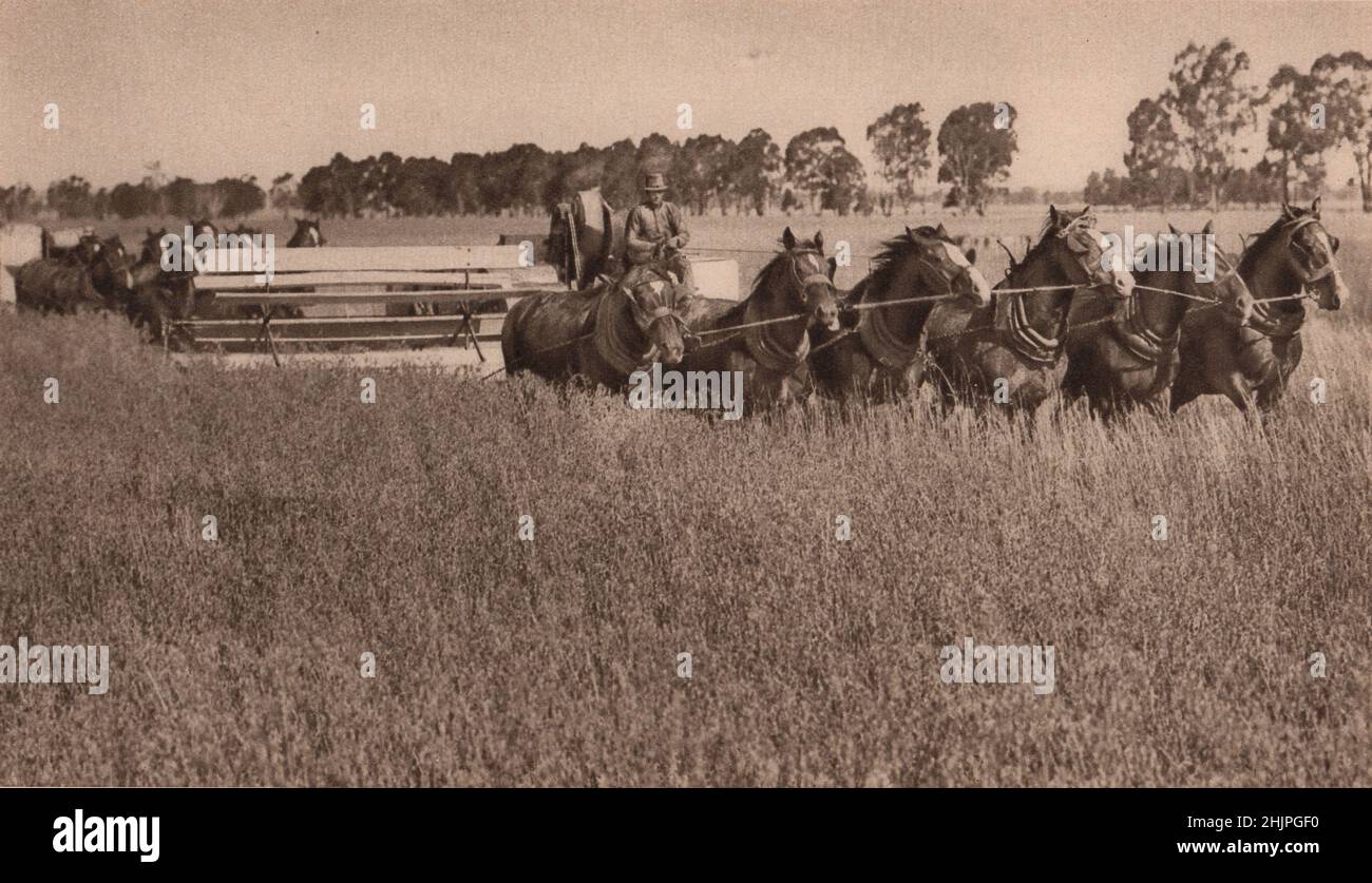 New South Wales. Die großen Stripper, die von Pferdegruppen gezogen werden, ziehen durch die Getreideland, wo der Hafer geerntet wird. Australien (1923) Stockfoto