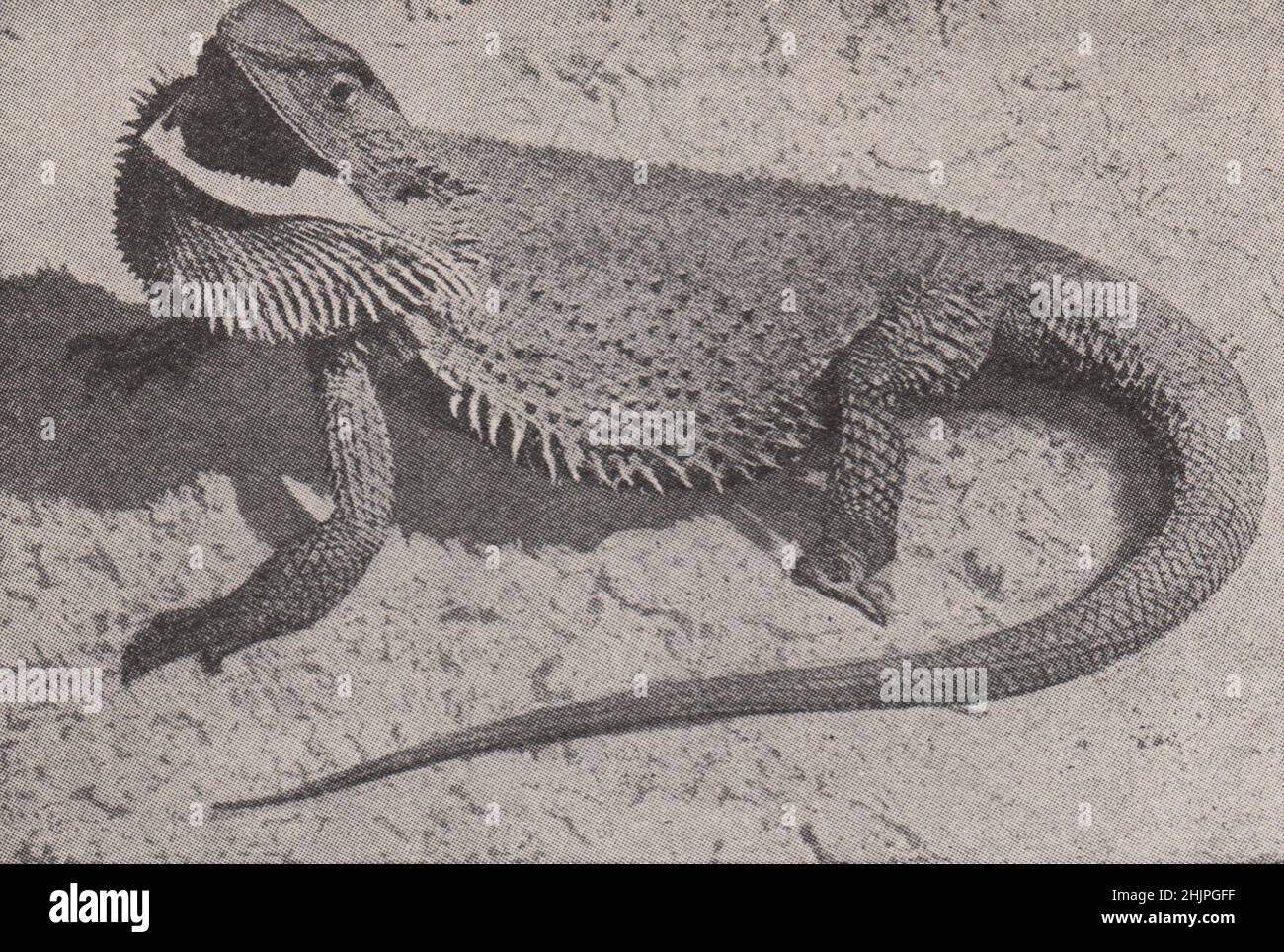 Reptilienfreak der Antipoden. Australien (1923) Stockfoto