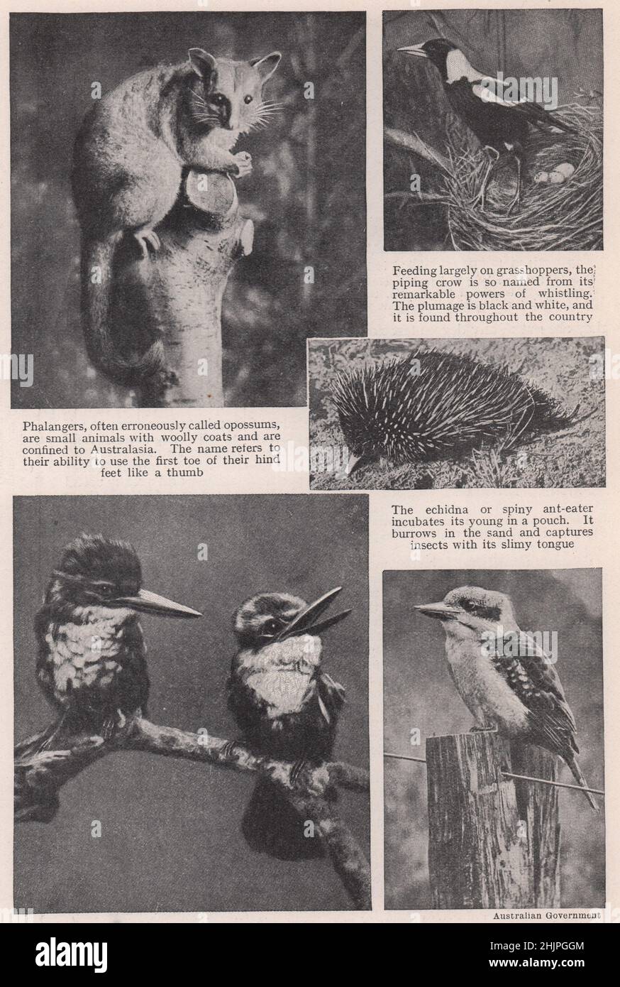 Fünf besondere Exemplare der australischen Fauna (1923) Stockfoto