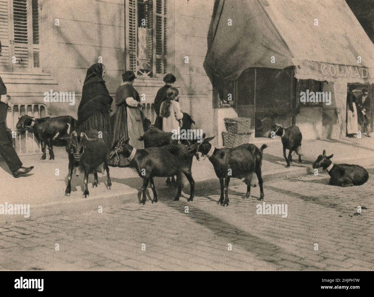 Goat teilt sich die Straßen von Barcelona mit der Menschenmenge. Zweimal am Tag werden sie durch die Stadt gefahren und vor den Häusern gemolken. Spanien (1923) Stockfoto