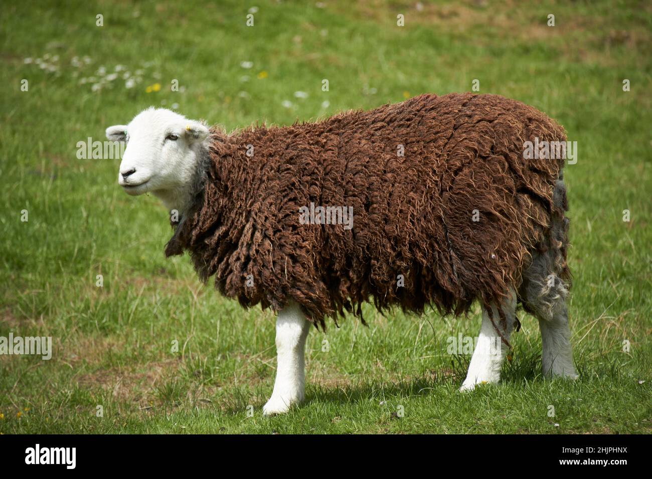 Herdwick Schafe mit schweren dunkelbraunen Fleece langdale Valley, Lake District, cumbria, england, uk Stockfoto