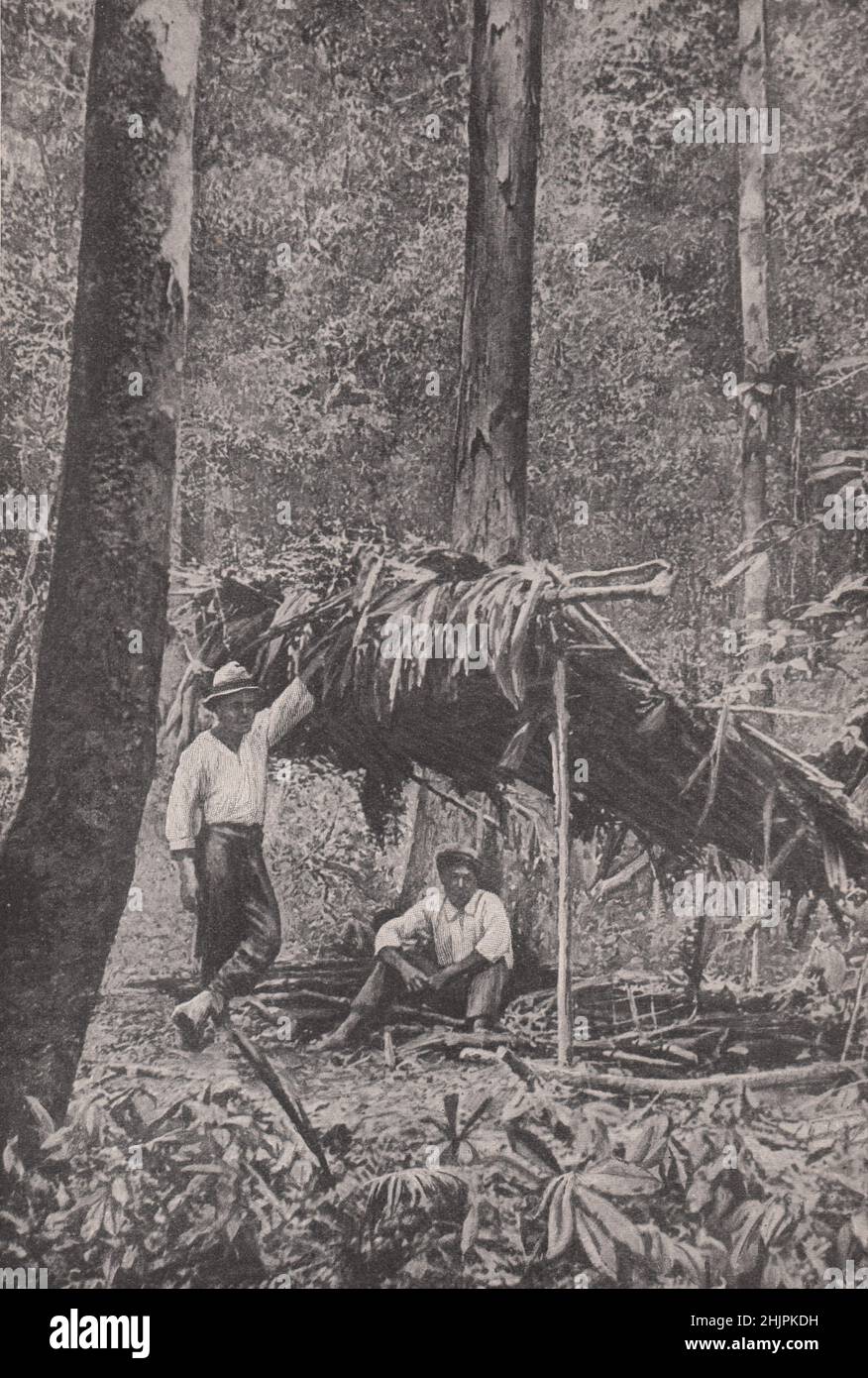 Inmitten des wirren Dschungels der Insel mit ihren wunderbaren Wäldern. Malaysia. Borneo (1923) Stockfoto