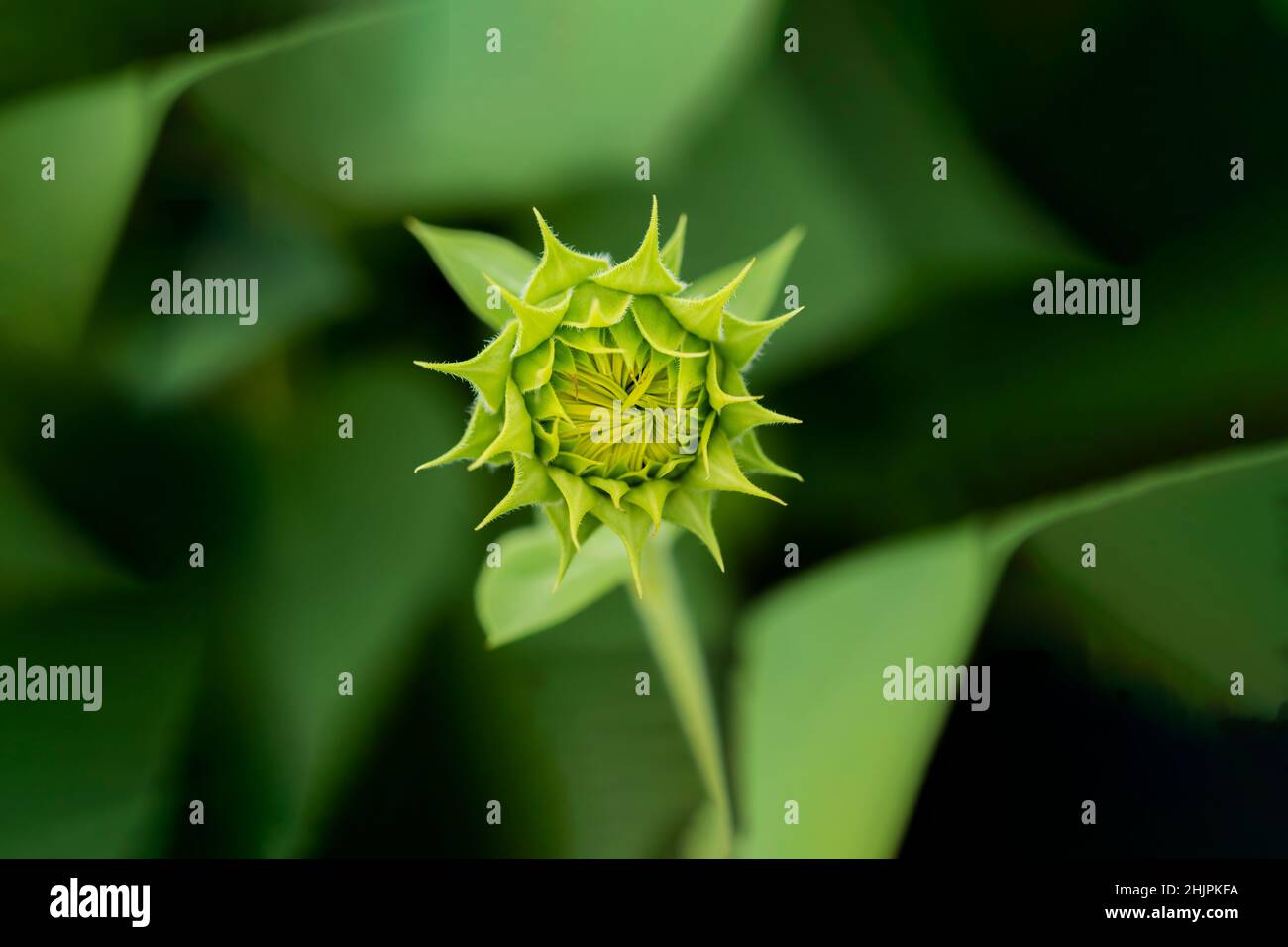 Gesunde Sonnenblume entwickelt sich unter konstantem Sonnenlicht Stockfoto