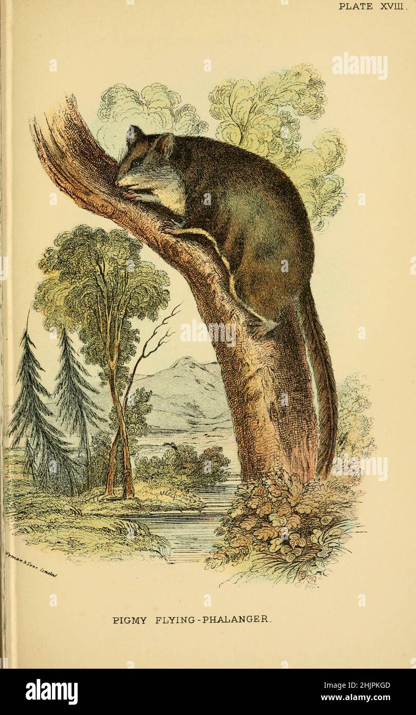 Der Federschwanzsegler (Acrobates pygmaeus), auch bekannt als Pygmäen-Gleitflug-Possum, Pygmäen-Gleiter, Pygmäen-phalanger, fliegende phalanger und fliegende Maus, ist eine Art von Beuteltier, die im Osten Australiens beheimatet ist. Es ist das kleinste gleitende Säugetier der Welt und ist nach seinem langen federförmigen Schwanz benannt. Von "Einem Handbuch zu den Marsupialia und Monotremata" von Richard Lydekker, Lloyd's Natural History Series Herausgegeben von R. Bowdler Sharpe Veröffentlicht 1896 von E. Lloyd, London Stockfoto