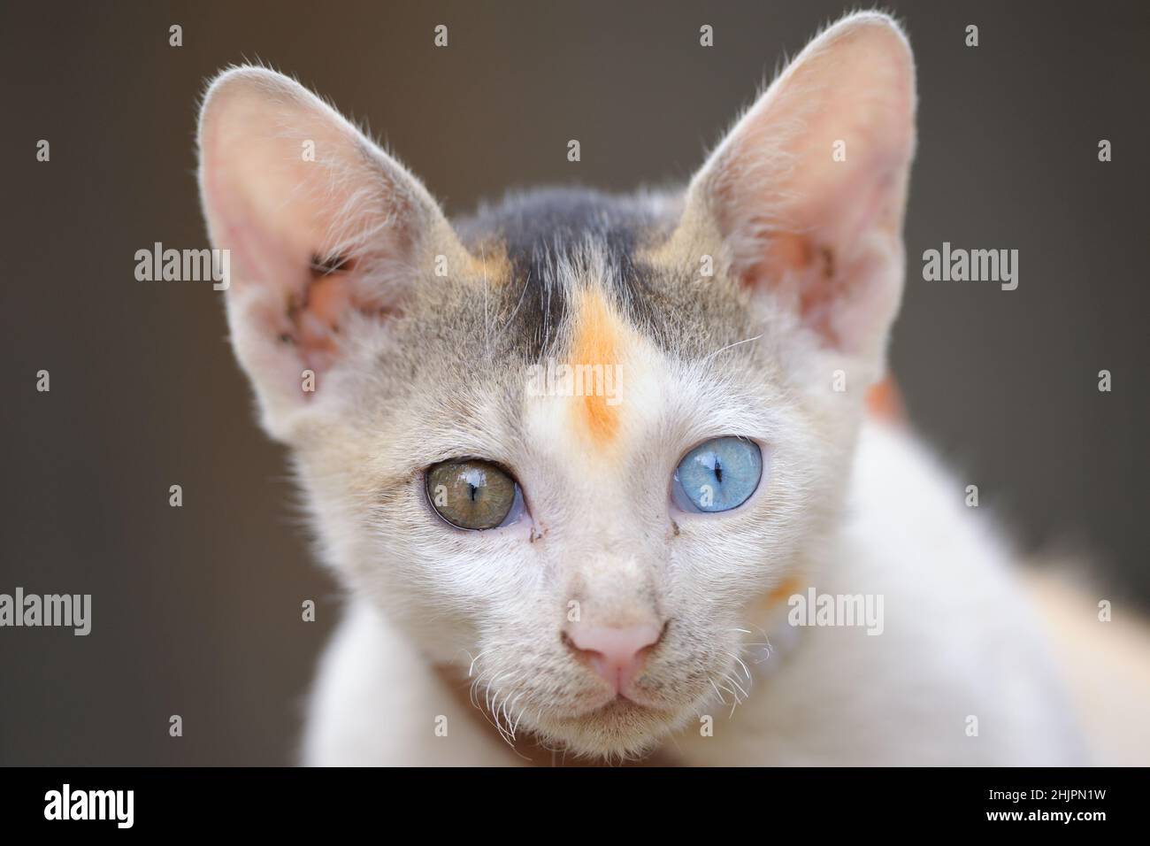 Katze mit ungeraden Augen Stockfoto