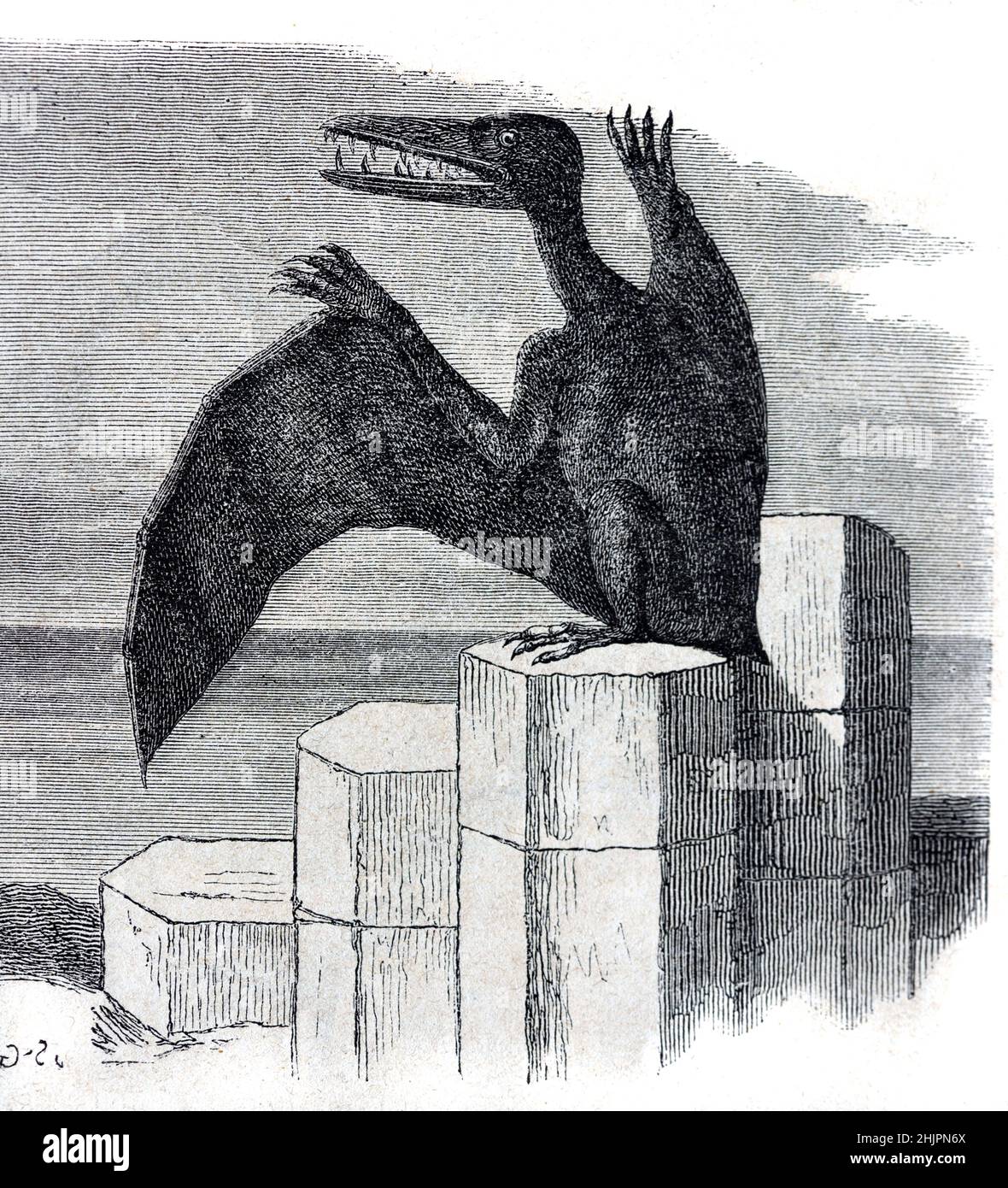 Frühe künstlerische Darstellung eines Pterodactyl- oder Pterodactylus antiquus, eines ausgestorbenen fliegenden Reptils, des Dinosauriers Pterosaurier oder Pterosauria. Vintage Illustration oder Gravur 1865 Stockfoto