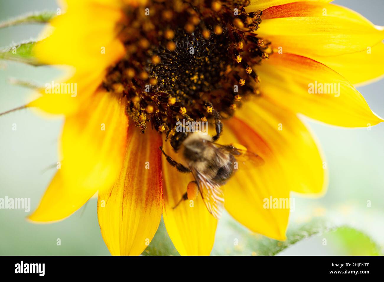 Biene auf gelber Blüte Stockfoto