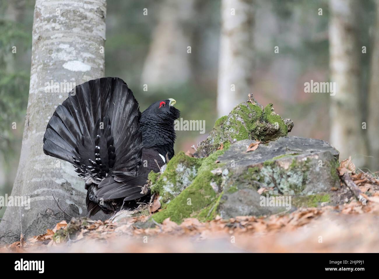 Westlicher Auerhahn, der auf der Suche nach Nahrung auf dem Boden ist (Tetrao urogallus) Stockfoto