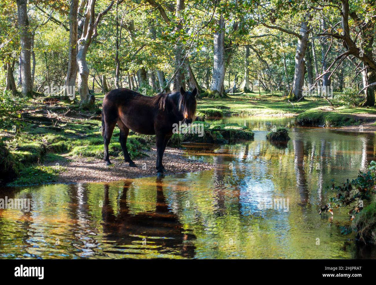 Wildes Pony, das neben dem Fluss in der Nähe von Ober Water im New Forest, England, Großbritannien, steht Stockfoto