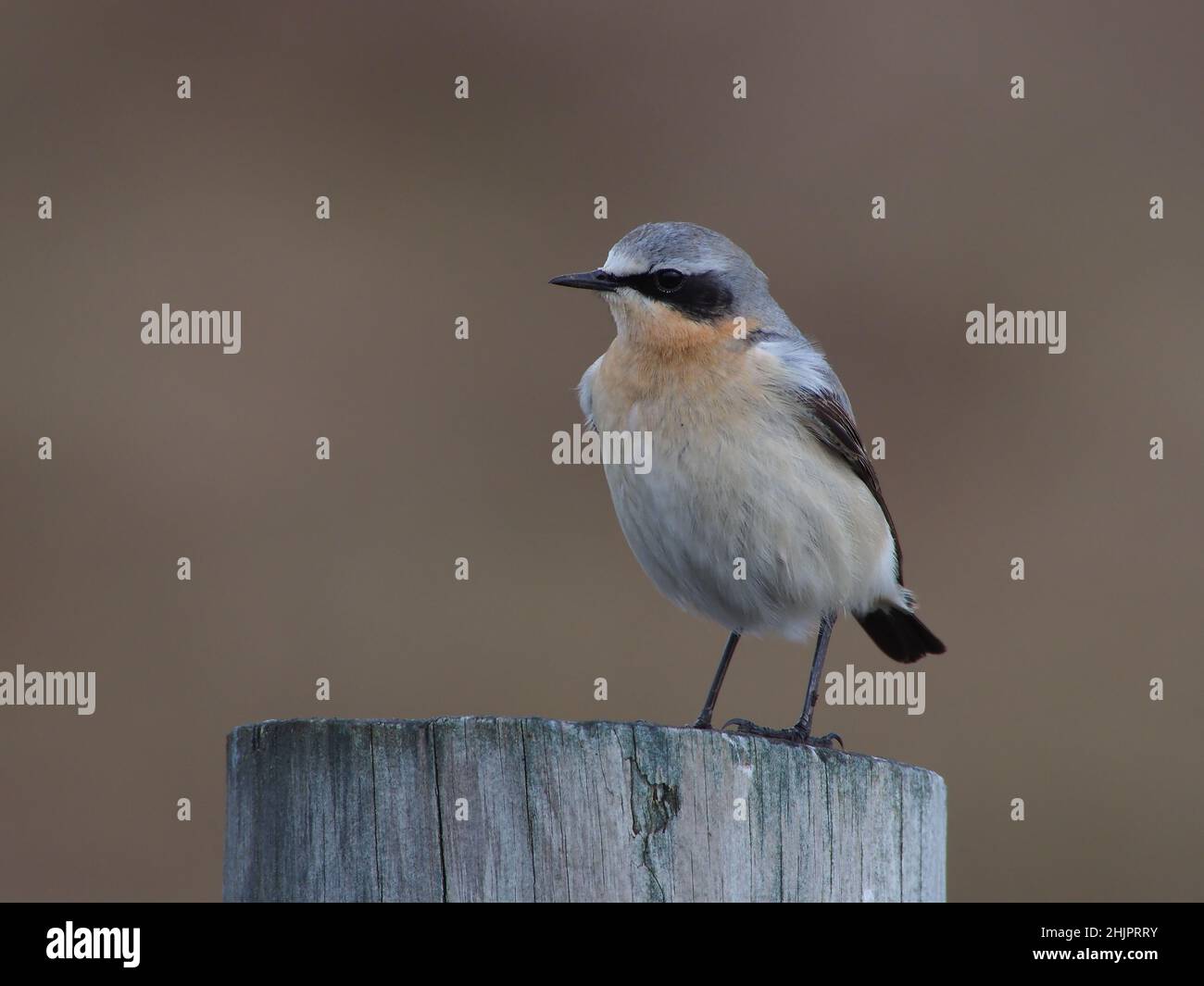 Männlich Northern Wheatear auf North Uist, Schottland. Dies war ein außergewöhnliches Jahr für die Art mit Hunderten von Vögeln auf dem Machair und den Hügeln. Stockfoto