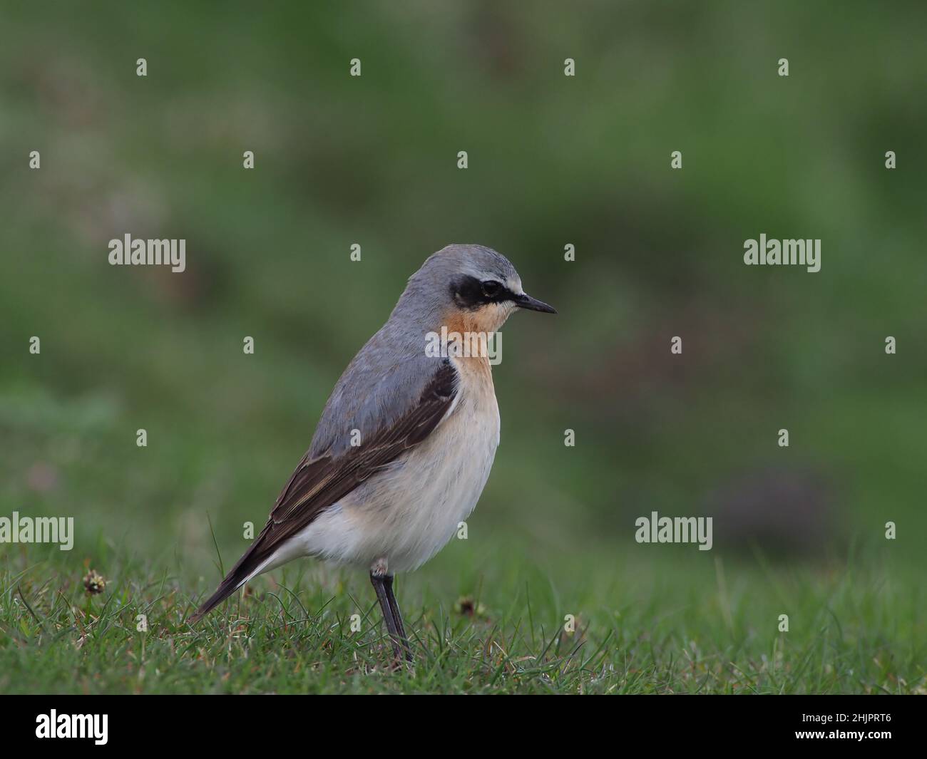Männlich Northern Wheatear auf North Uist, Schottland. Dies war ein außergewöhnliches Jahr für die Art mit Hunderten von Vögeln auf dem Machair und den Hügeln. Stockfoto