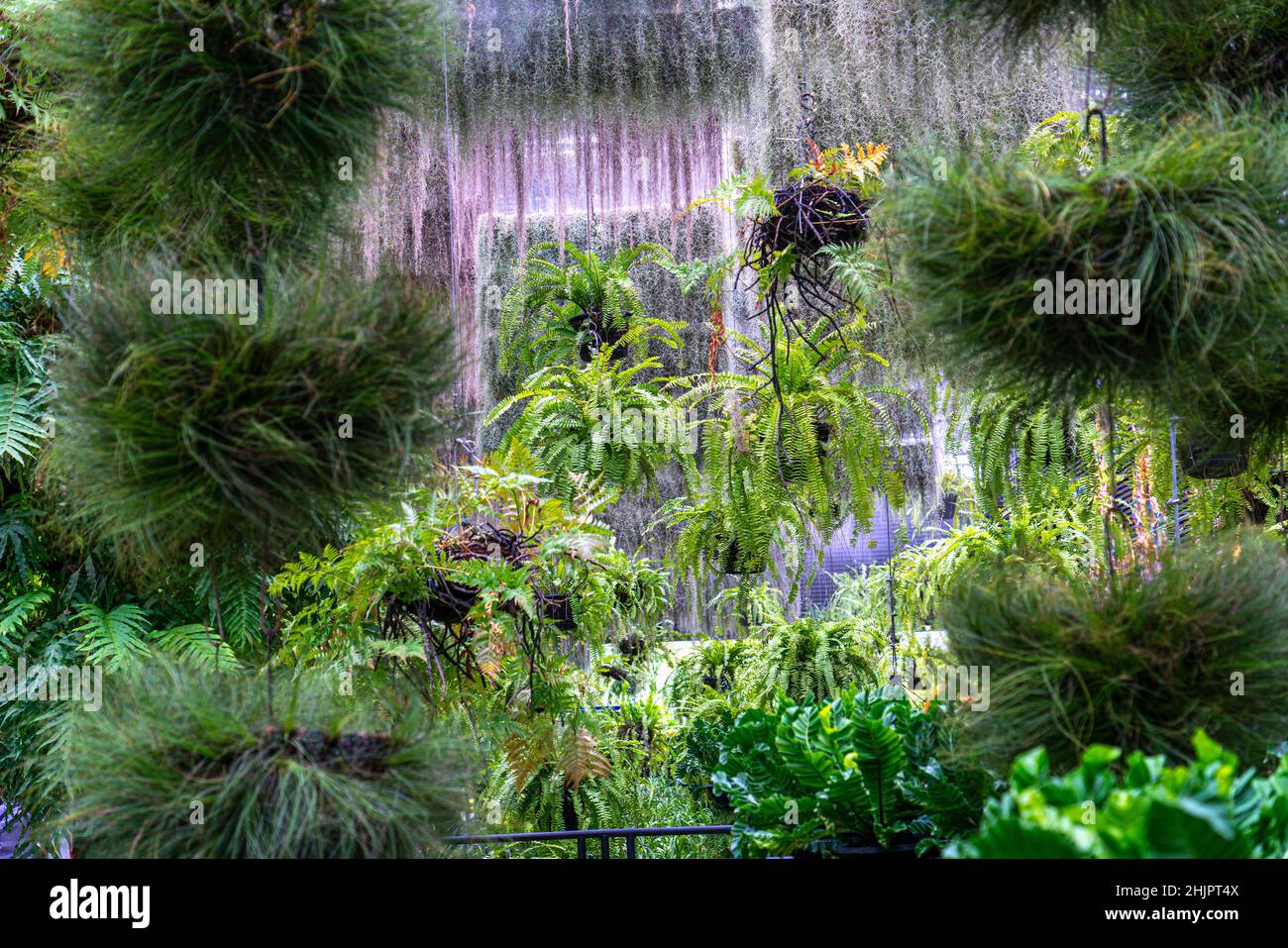 Nahaufnahme eine große Farn hängen in einem Garten, grüne Blätter von Farnpflanzen auf Natur Garten Hintergrund. Stockfoto