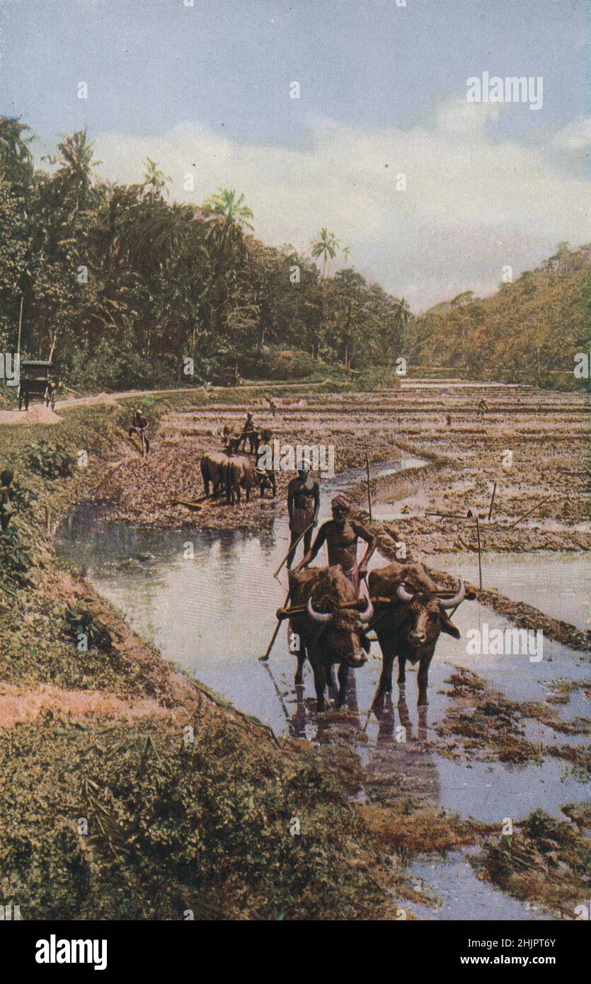 Hock tief im flüssigen Schlamm ziehen Büffel die Holzpflüge durch terrassierte Reisfelder, die mit kostbarem Wasser eingesogen sind. Sri Lanka. Ceylon (1923) Stockfoto