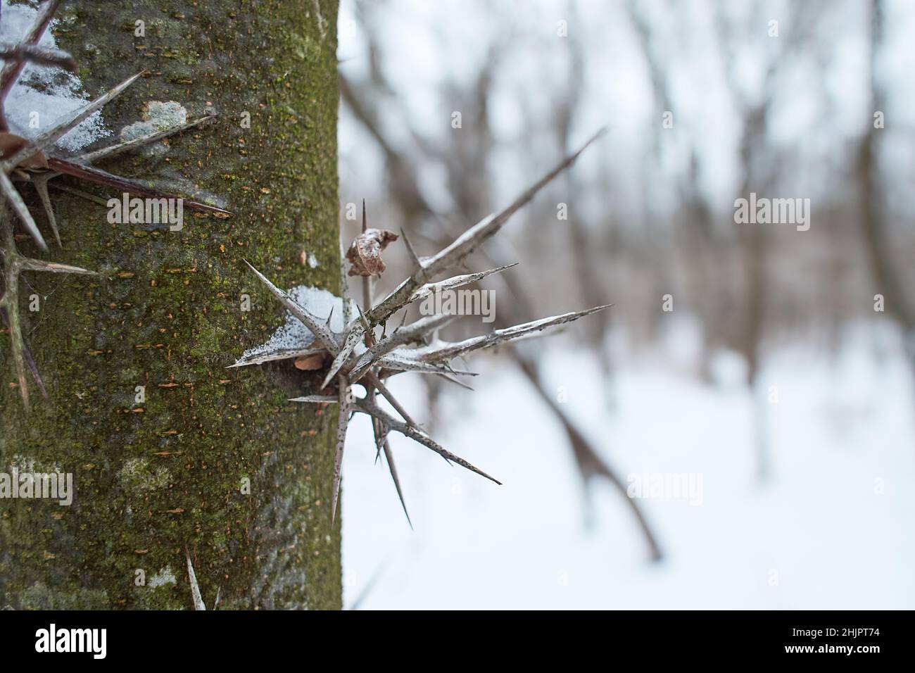 Dorniger Stamm von Akazienbaum, der in der Natur aus nächster Nähe mit Schnee bedeckt ist Stockfoto