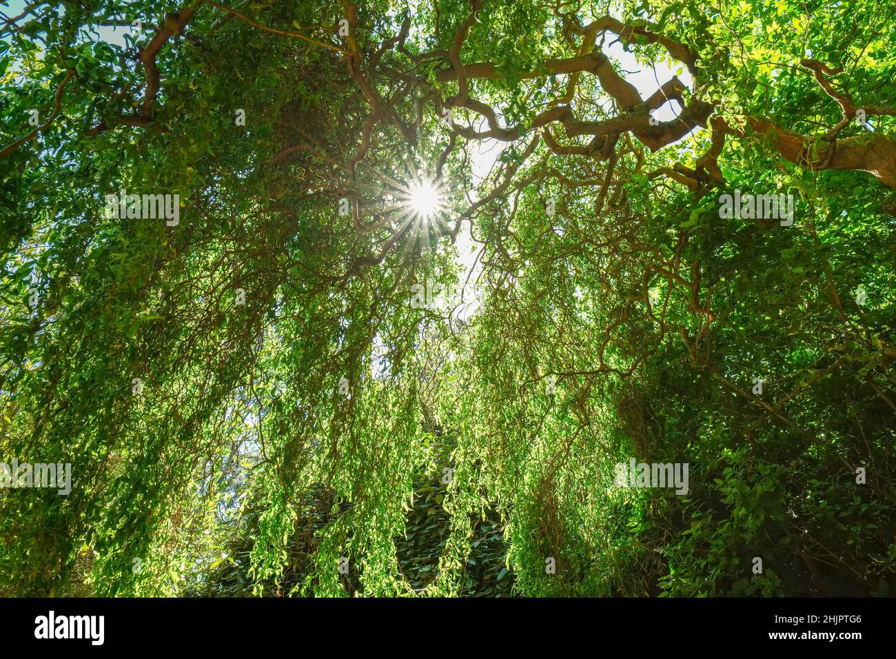 Sonne scheint durch verdrehte Weide  Norfolk UK Stockfoto