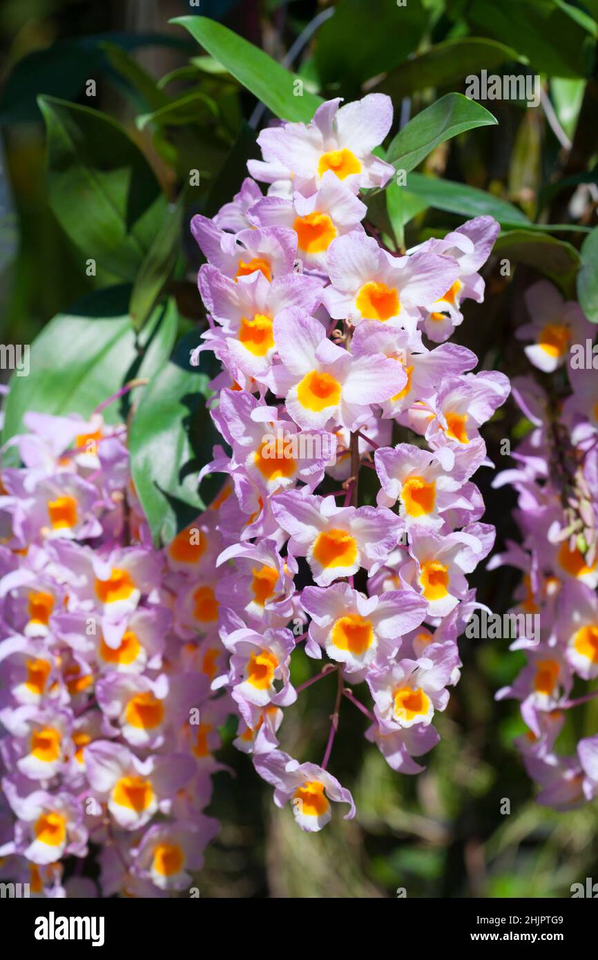 Wilde Orchideen in Thailand nennen Dendrobium farmeri'Pink' Orchideenarten Stockfoto