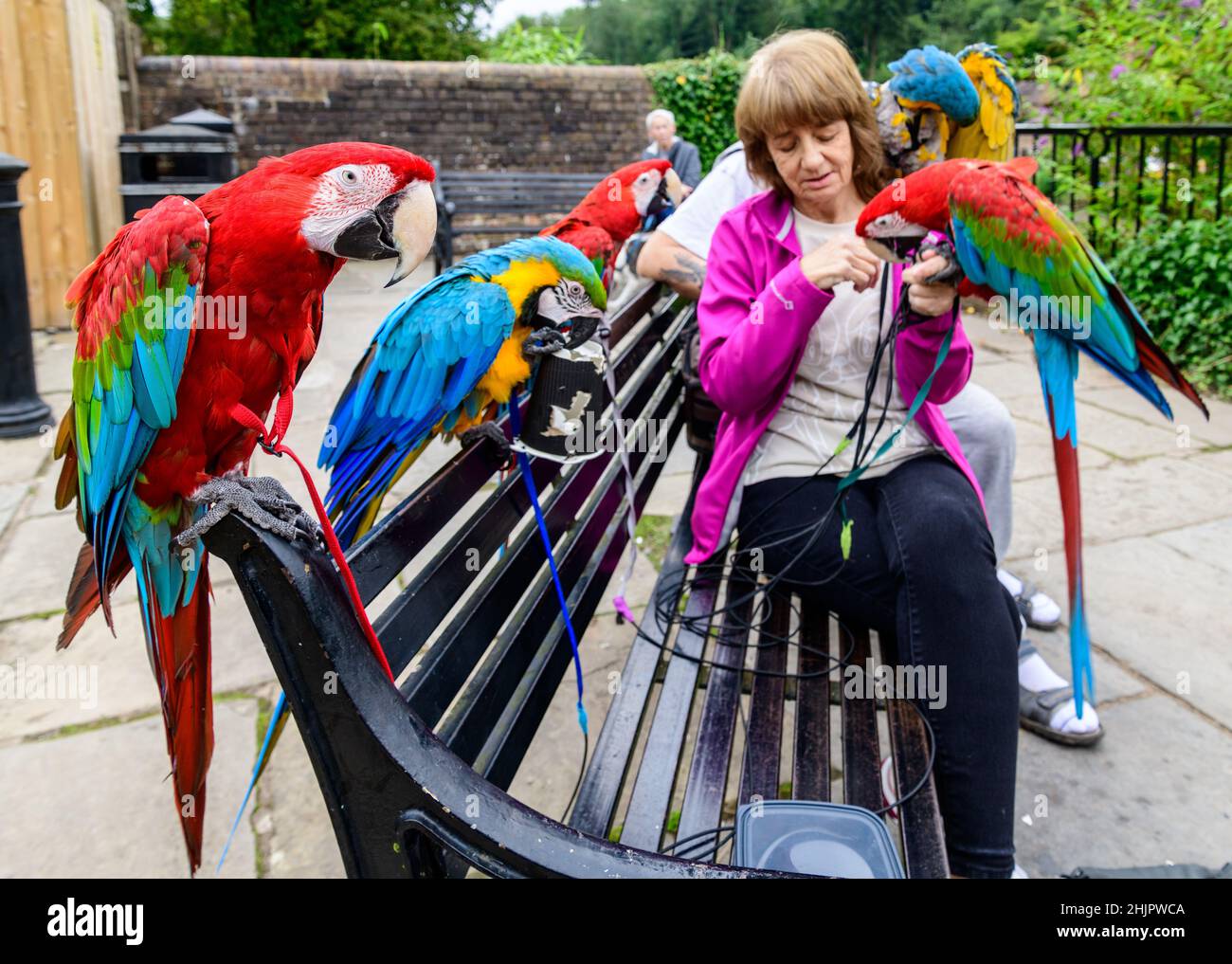 Frau, die fünf farbenfrohe tropische Papageien auf der Parkbank in Ironbridge, Shropshire, West Midlands, füttert Stockfoto