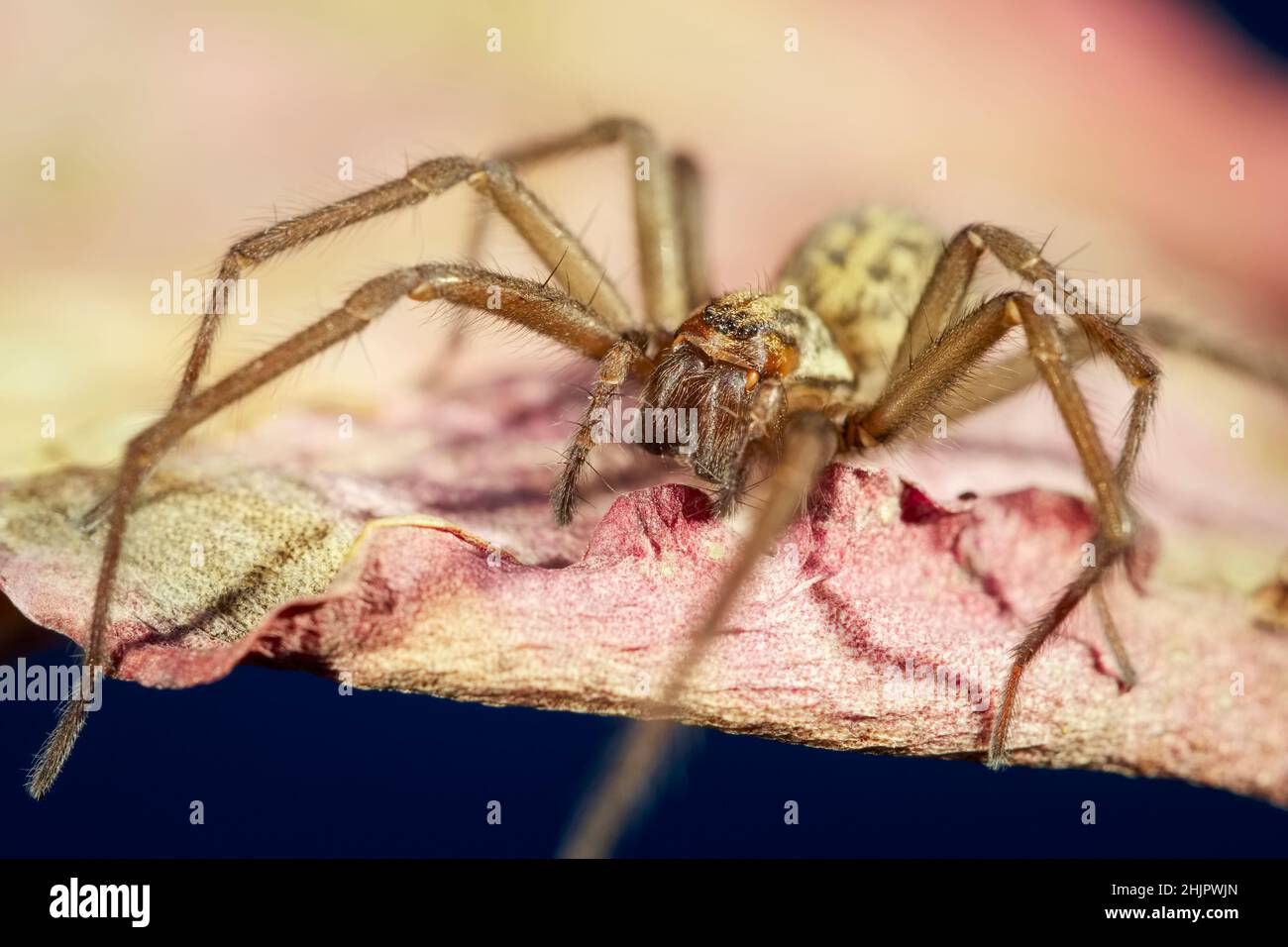 Tegenaria domestica, House Spider on Leaf  Norfolk UK Stockfoto