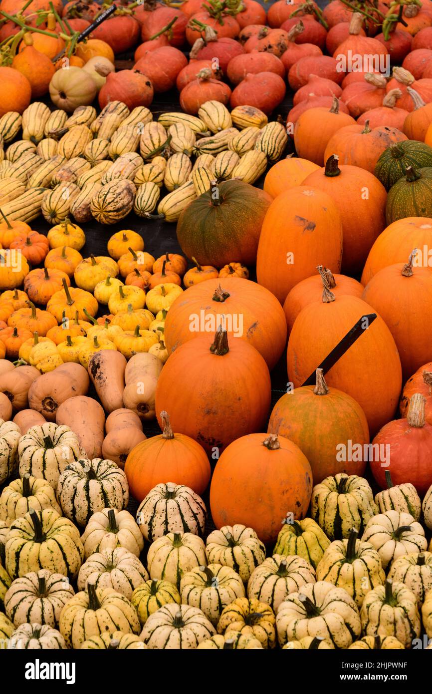 Im Herbst werden in Shropshire, West Midlands, verschiedene Kürbisse und Kürbisse für Bauernmärkte und Halloween-Feiern gezeigt Stockfoto