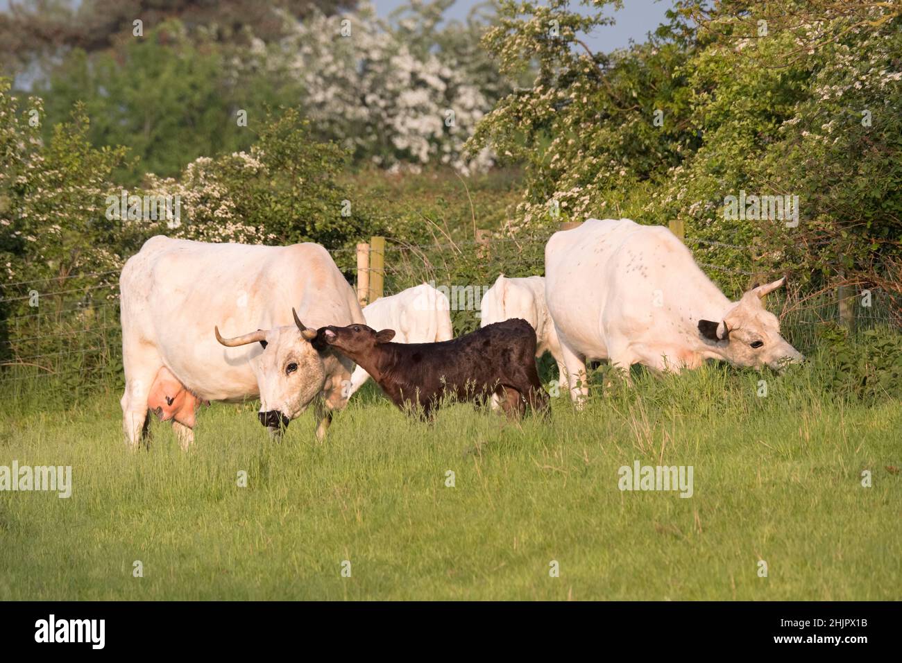 Britisches weißes Rind mit braunem Kalb  Norfolk UK Stockfoto
