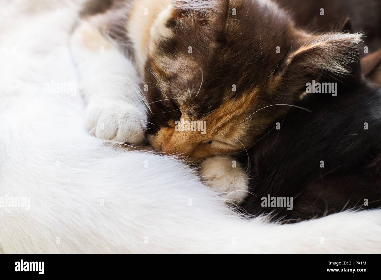 Zwei Kätzchen, die in der Nahaufnahme suckieren Stockfoto