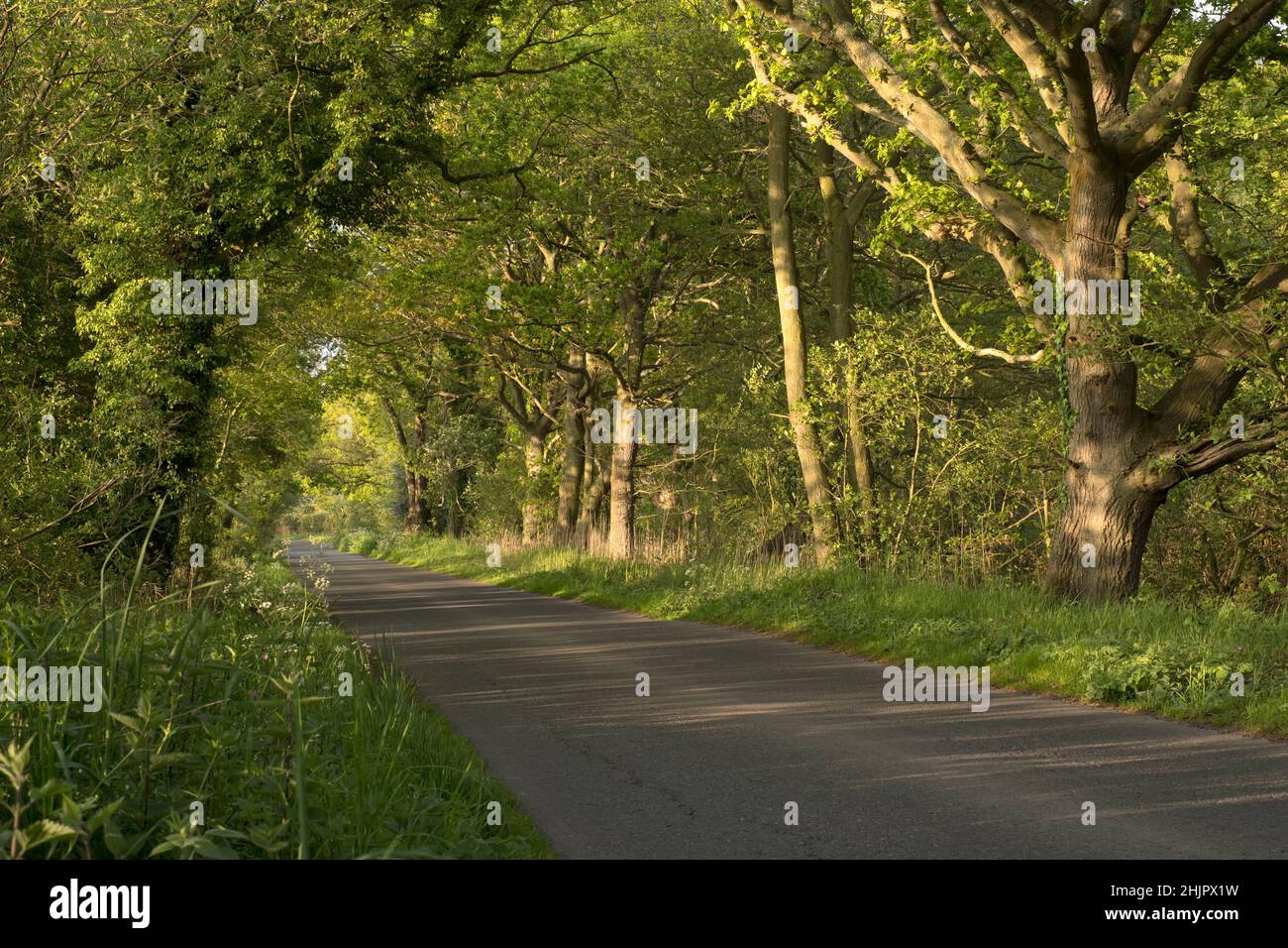 Country Lane im Frühling mit Eichen  Norfolk Stockfoto