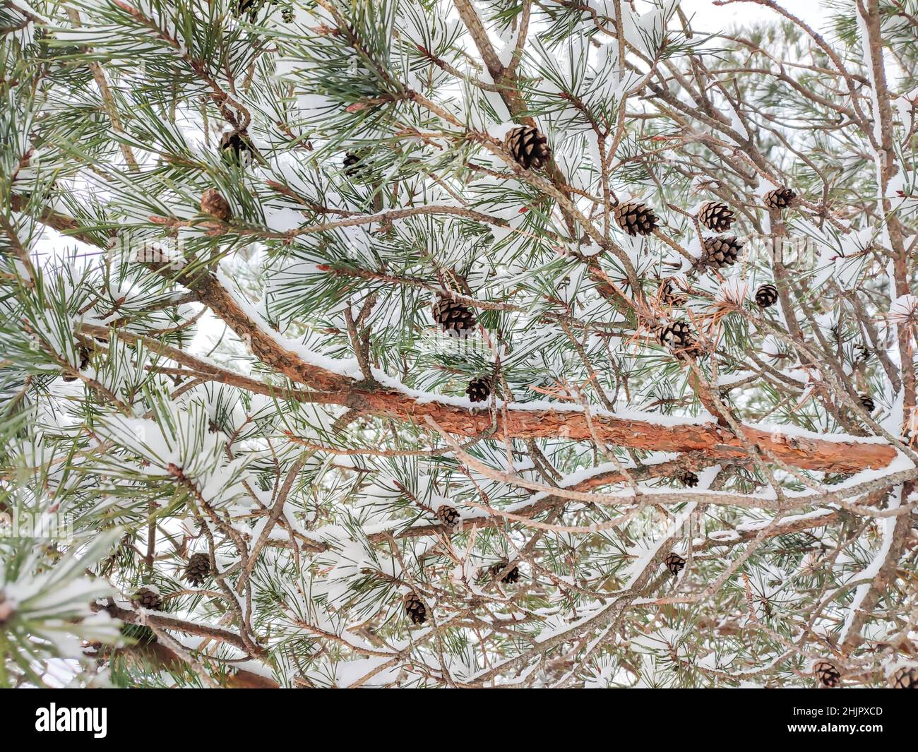 Kiefernzweig mit Kegel und Schneeflocken Hintergrund Stockfoto