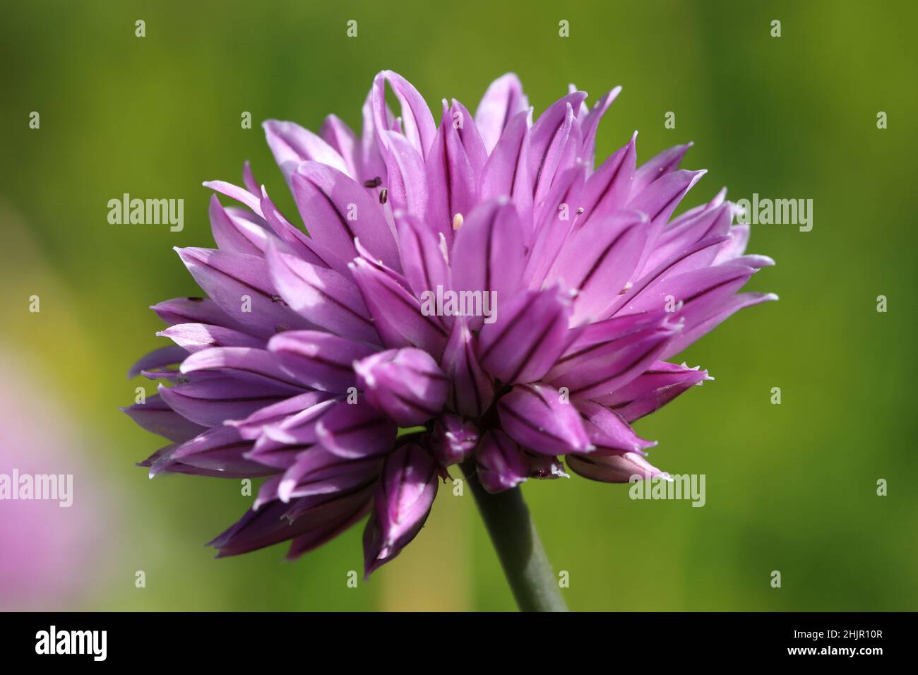 Nahaufnahme einer hübschen violetten Schnittlauch-Blume vor grünem Hintergrund Stockfoto