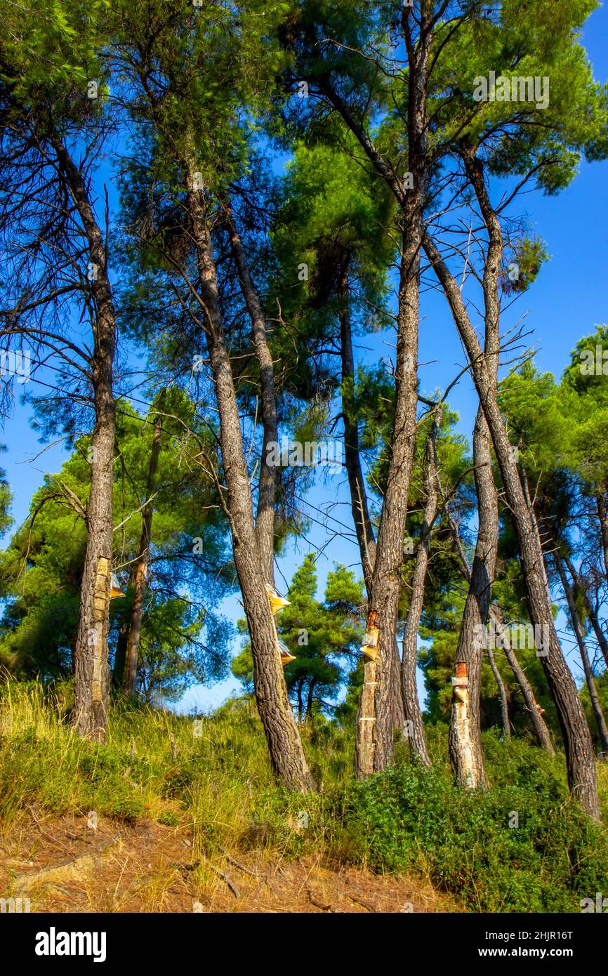 Harzextraktion von Kiefern, Griechenland Stockfoto