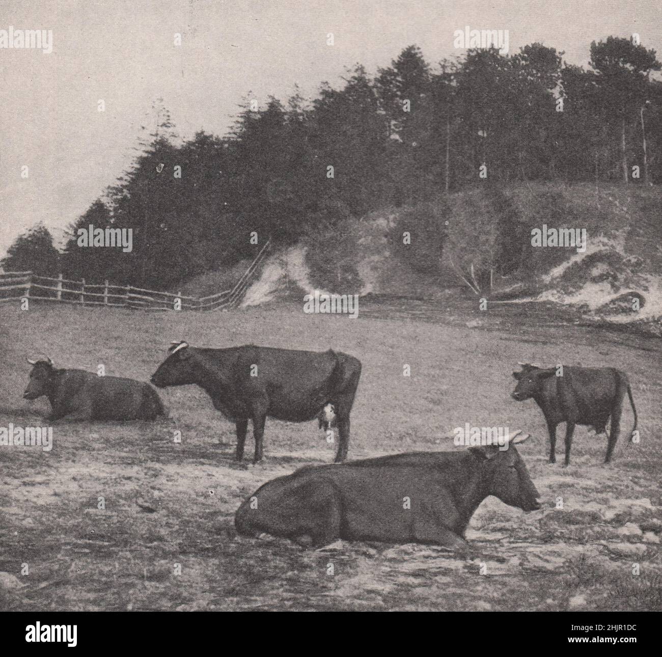 Symbole der großen Milchwirtschaft Dänemarks (1923) Stockfoto