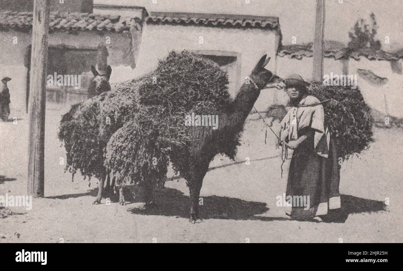 Sehr geschätztes Packtier des ecuadorianischen Indianers (1923) Stockfoto