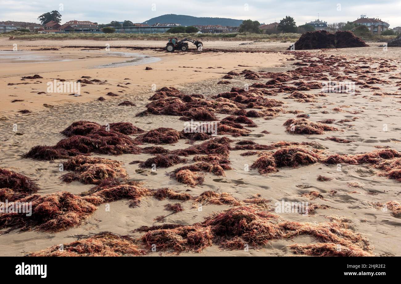 Soliers Red String Weed Solieria chordalis wird am Sandstrand in Noja, Kantabrien, Spanien, gewaschen Stockfoto