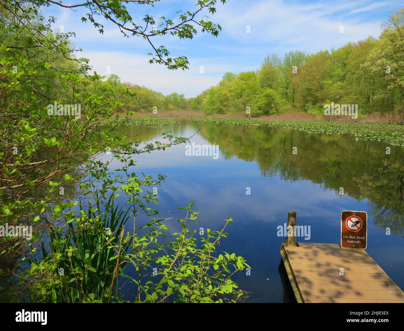 Tenafly Nature Center, war ein führendes Unternehmen in der Freiraumkonservierung Umweltbildung.Teich, See mit grünen Lilienpads Reflexionen füttern keine Tiere. Stockfoto