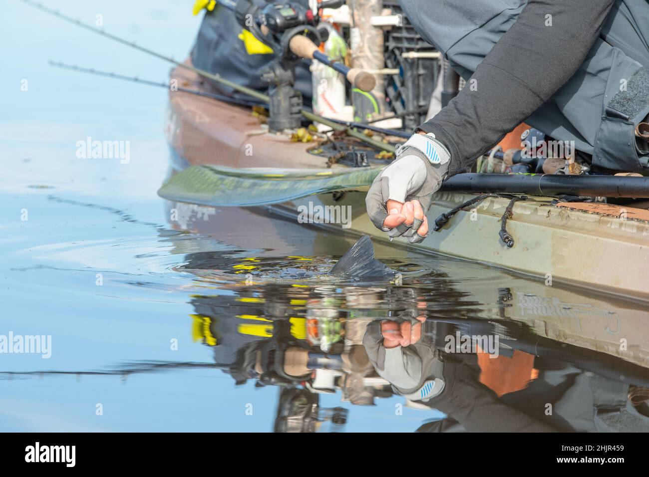 Mann Freigabe Forellenbarsch aus Kajak Stockfoto