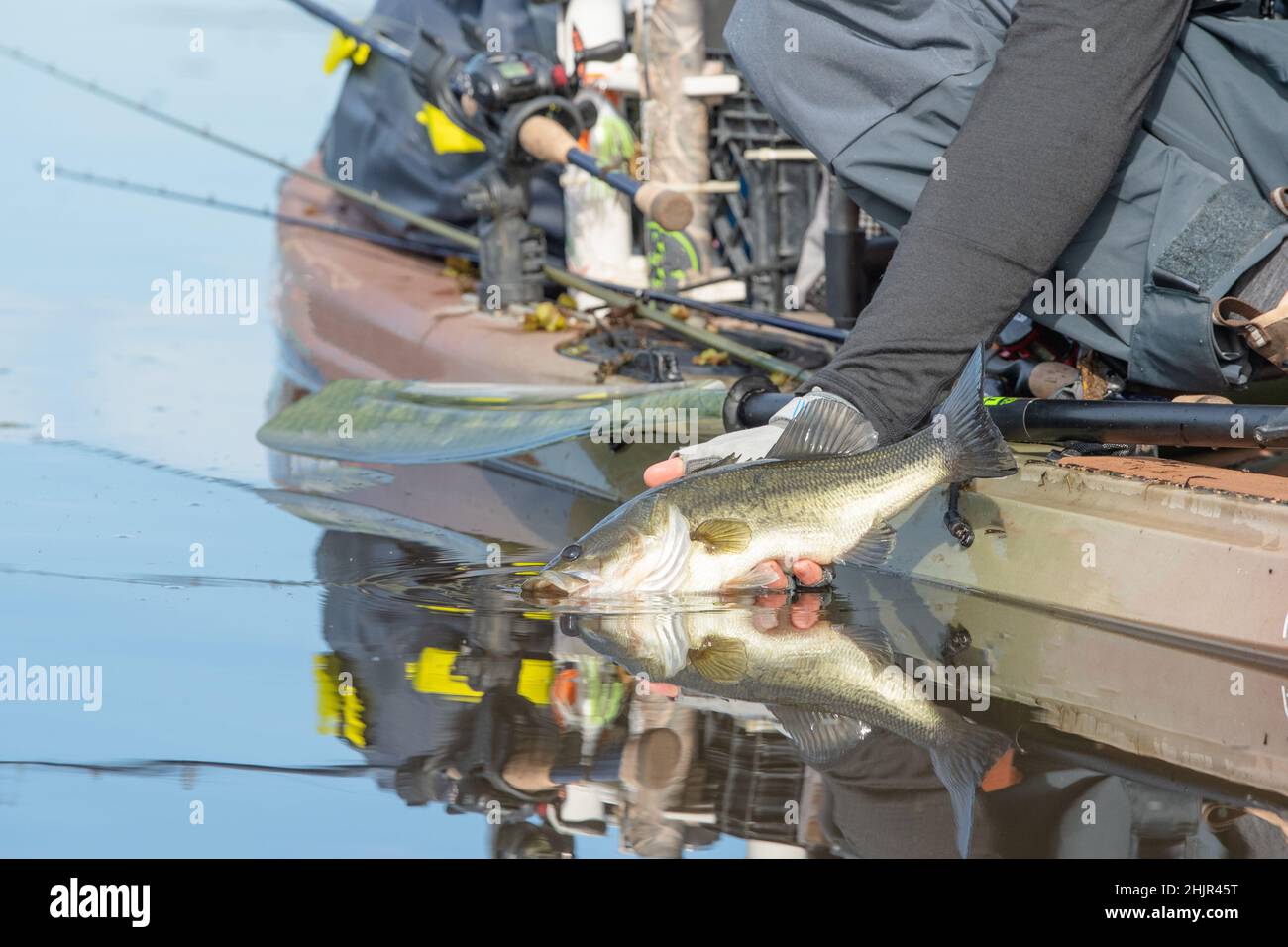 Fische lösen sich aus dem Kajak im Wasser aus Stockfoto