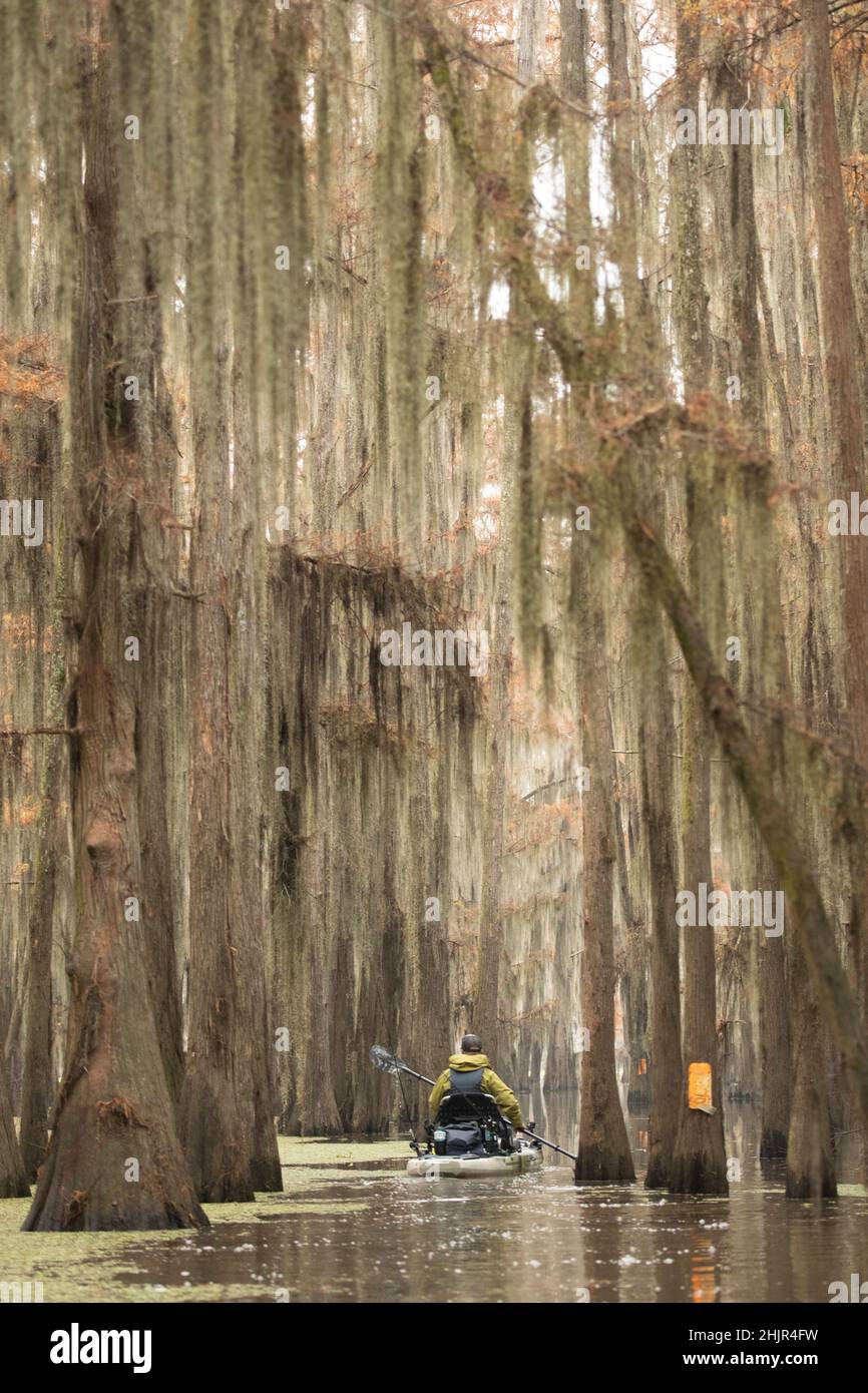 Mann paddelt durch Zypressenwald Stockfoto