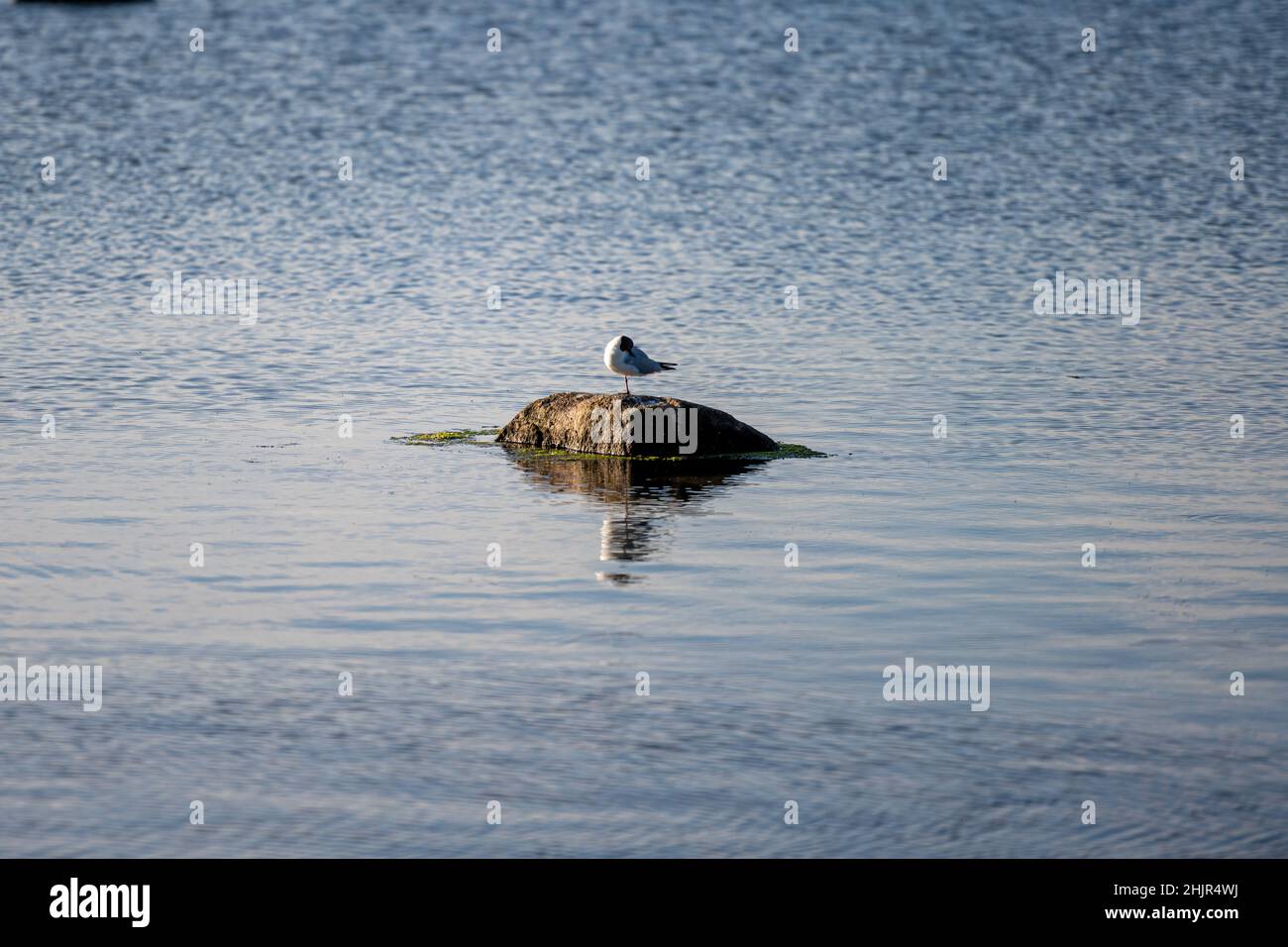 Eine Möwe auf einem Stein in schönem Sonnenuntergang Licht. Bild von der Ostseeinsel Oland Stockfoto