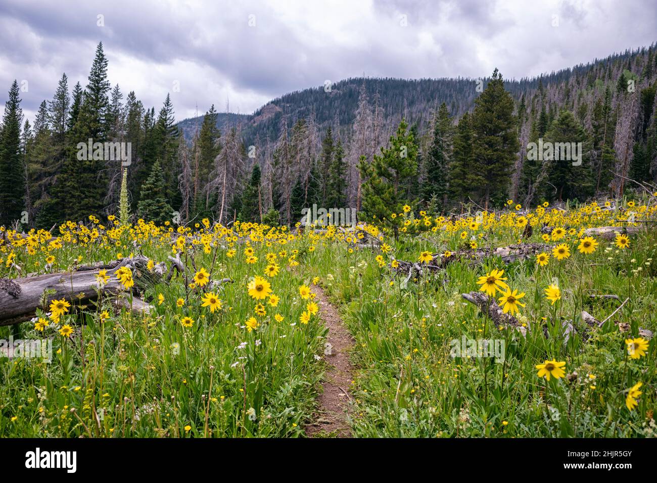 Wilde Sonnenblumen in der Indian Peaks Wilderness, Colorado Stockfoto