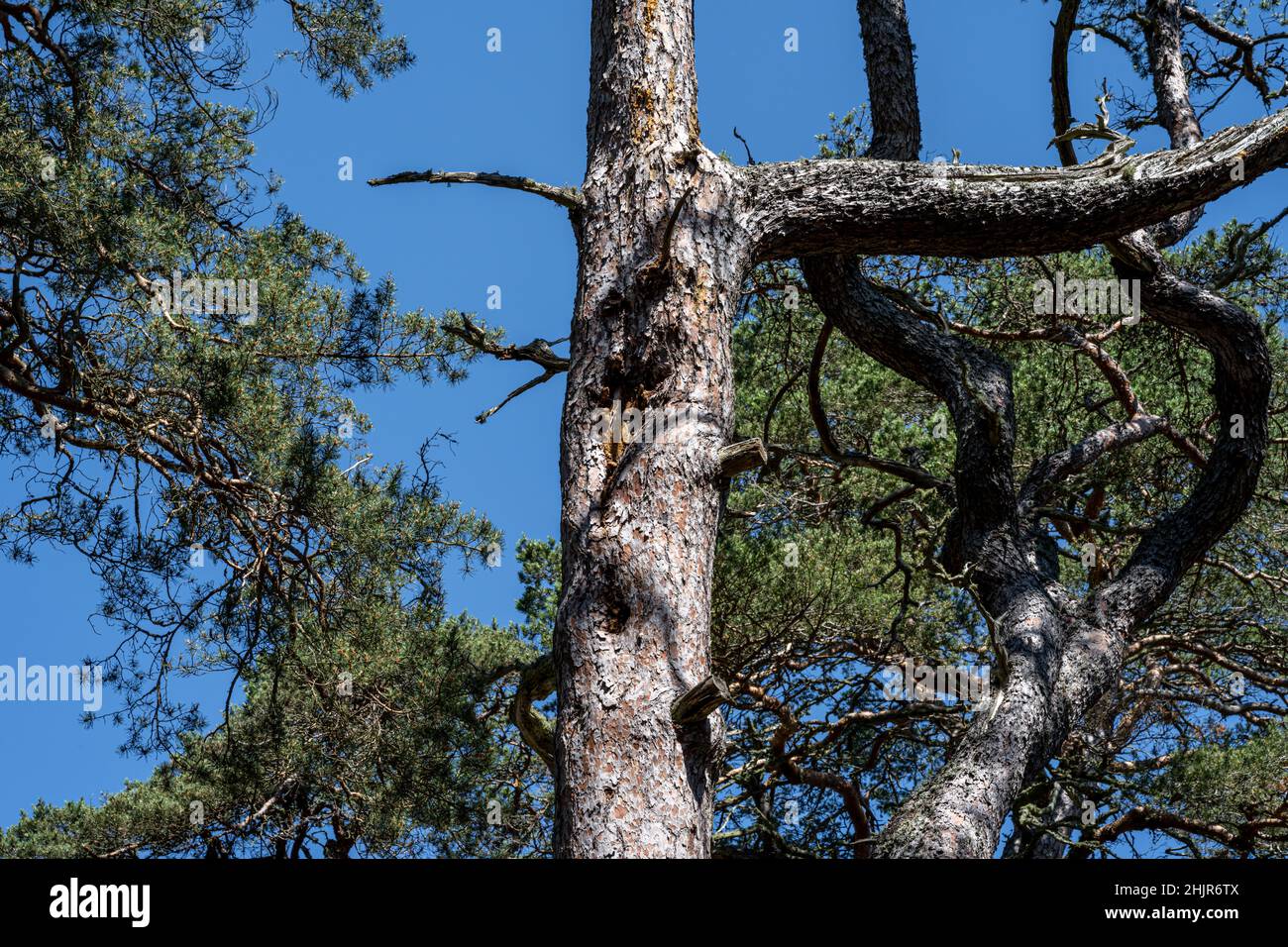 Kiefern unter blauem Himmel. Eine Kiefer ist jede Konifere der Gattung Pinus der Familie Pinaceae Stockfoto