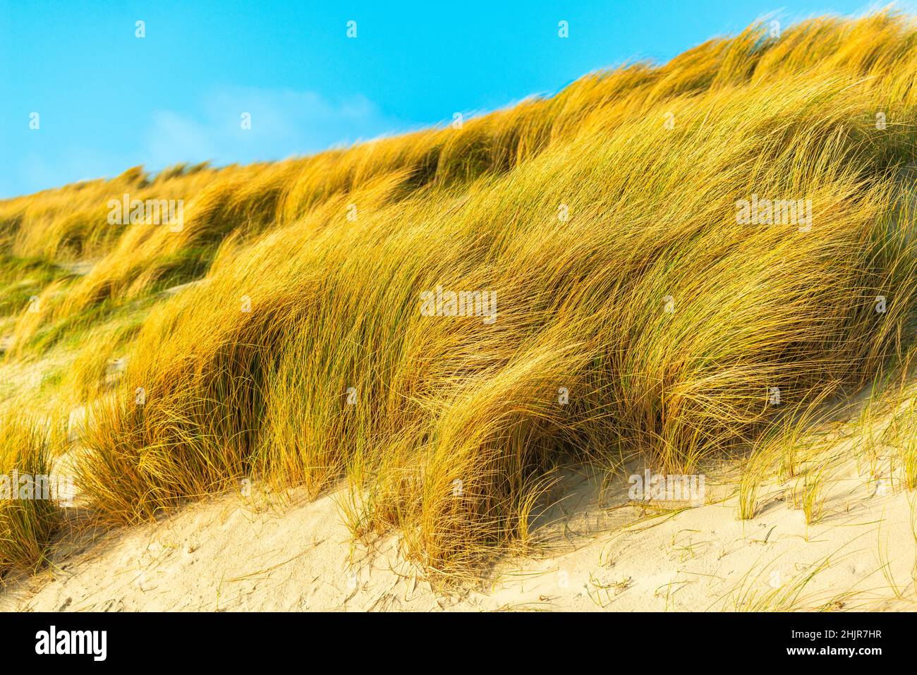 Die Düne von Helgoland mit Seegras zum Schutz der Dünen, Nordseeinsel Helgoland, Schleswig-Holstein, Norddeutschland, Europa Stockfoto