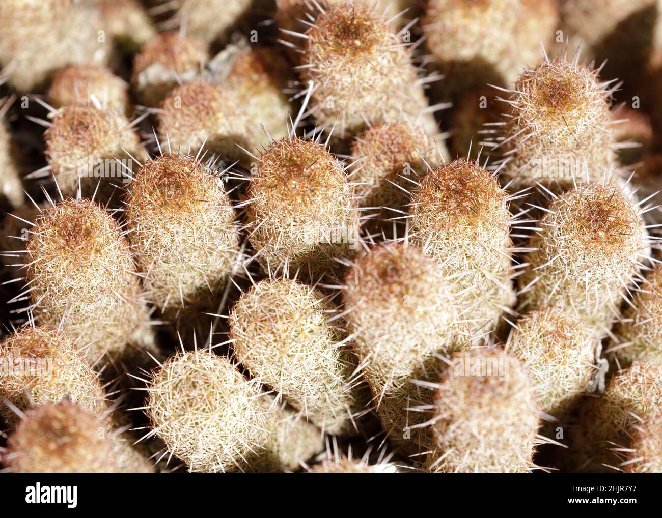 Gold Lace Cactus im Arizona Cactus Garden in Stanford, Kalifornien. Stockfoto