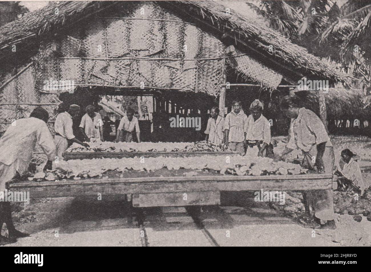 Schalen mit geschälten Kokosnüssen bereit für den Trocknungsprozess. Indischer Ozean und seine Inseln (1923) Stockfoto