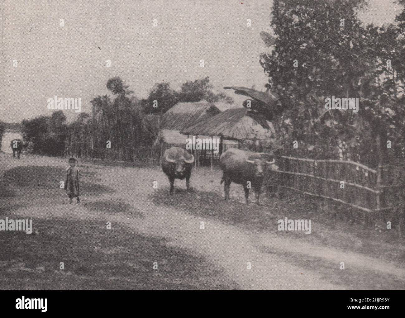 Wilde Wasserbüffel, gezähmt für den Pflug. Vietnam (1923) Stockfoto